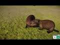 Planet Zoo (PC)(English) #115 7 Minutes of North American beaver (North America Animal DLC)