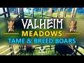 Valheim - Meadows - How to Tame and Breed Boars