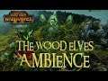 Warhammer II Wood Elves Ambience (1h 5min) II Studying, Relaxing, Sleeping, Working, Travelling II