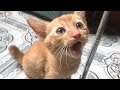 SUARA KUCING - CAT SOUND