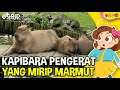 Fakta Menarik Kapibara "Masbro", Hewan Pengerat yang Mirip Marmut