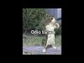 Odio Latam |Original MEME gato bailando My ordinary life