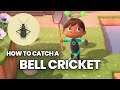 Bell Cricket Animal Crossing: How to Catch, Hours, Months & Price