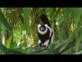Planet Zoo (PC)(English) #118 8 Minutes of Black-and-White Ruffed Lemur (2nd Anniversary Free Gift)