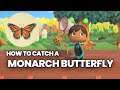 Monarch Butterfly Animal Crossing: How to catch & Price | September Bugs
