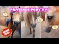 Pratende pony's #1 | Wat als paarden konden praten? |  Emma's Paarden TV #shorts