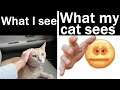 Memes My Cat Would Agree With || Nightly Juicy Memes 178
