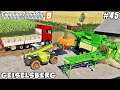 Selling grain, milk, straw pellets | Geiselsberg Farm | Farming simulator 19 | Timelapse #45