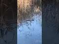 Ducks Swimming In Water 2 Nature Shorts