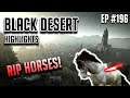 Sherekhan's Panacea - Black Desert Highlights and Funny Moments #196 (PVP, PEN, etc)