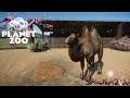 Planet Zoo: SakuraZoo: Un peu de déco et on commence l'enclos Chameau de Bactriane!Bactrian Camel#53