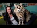 PET SEMATARY: Interview with Animal Trainer Melissa Millett & Tonic The Cat
