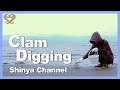 【潮干狩り】とってもおいしそうな貝を狩りました【Clam Digging】