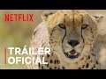 Animal | Tráiler oficial | Netflix