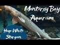 Huge White Sturgeon  and Relaxing Tanks at {Monterey Bay Aquarium}