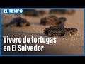 Vivero de tortugas en El Salvador