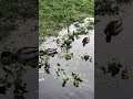 Ducks Swimming In Water 6 Nature Shorts
