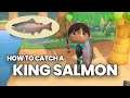 King Salmon Animal Crossing: How to catch & Price | September Fish