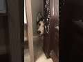 HUSKY GETS STUCK IN A TIGHT SPOT! #shorts