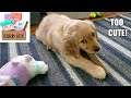 Cute Golden Retriever Puppy First Bark Box!