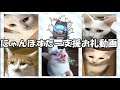 【猫動画】にゃんぽすたー支援お礼動画～ごはん編～