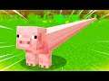 The LONGEST PIG in Minecraft!?