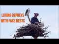 Luring birds with fake nests