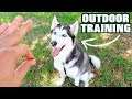How To Train Siberian Huskies Outdoors! Tricks, Tips, And More!