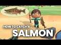 Salmon Fish Animal Crossing: How to catch, Hours, Months & Price