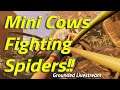 Mini Cows Fighting Giant Spiders!! - Grounded Live Stream