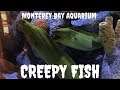 Creepy Fish At {Monterey Bay Aquarium} FT. Pacific Leaping Blenny, Garden Eels and Green Moray Eels