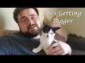 Kitten Vlog #7 - He's Getting Bigger