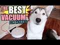 The BEST Pet Vacuum For Siberian Husky Owners! (Roborock S6 Review)