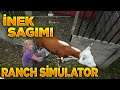 İNEK SAGARKEN TEPİK ATTI  | ranch simulator inek bakımı | ranch sim inek sagma | ranch simulator