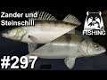 Zander und Steinschill an der Sura 🎣🐋 | Russian Fishing 4 #297 | Deutsch | UwF