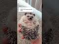 TikTok Video: Holding Hedgehog