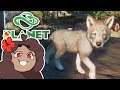 The Howling Fury of WOLVES!! 🐼 Daily Planet Zoo! • Zoodesia! • Day 71