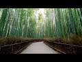 Arashiyama Bamboo Grove | Dreams Creation by BADROBO82