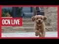 OCN Live: Make a Dog's Day, Brian Laundrie, Being the Ricardos and Halyna Hutchins