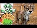 Cheetah Cubs & Dry-Dry Desert Speed-Build!! 🐆 Daily Planet Zoo Special! • Day 32