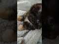 Cute Overload: Tortie Kitten Cleaning Paws & Snuggling #Shorts