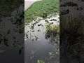 Ducks Swimming In Water 5 Nature Shorts