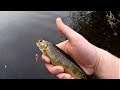 Lost Footage From This Year's Trout Fishing in Wisconsin!  Multiple Catches from Multiple Trips!
